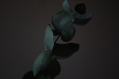 Close-up of flower over black background