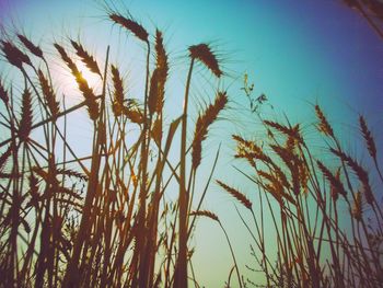 Close-up of wheat field against clear blue sky