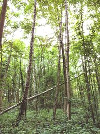 Trees in forest