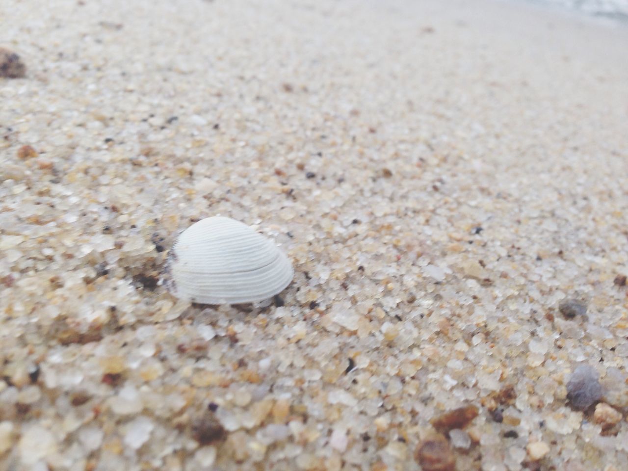 animal shell, seashell, beach, sand, shell, close-up, snail, nature, pebble, shore, high angle view, selective focus, natural pattern, stone - object, pattern, textured, surface level, day, outdoors, focus on foreground