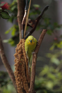 Green budgerigar parakeet bird melopsittacus undulatus perches on a branch, eating seed.