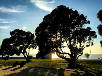 Trees against sky