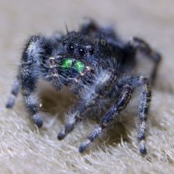 Close-up of spider