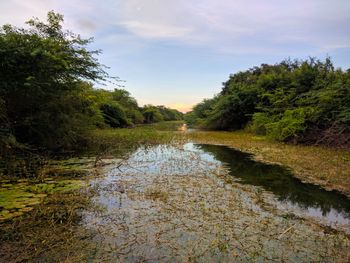 Scenic view of river amidst trees in forest against sky