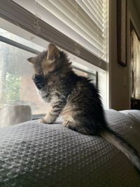 Cat looking through window