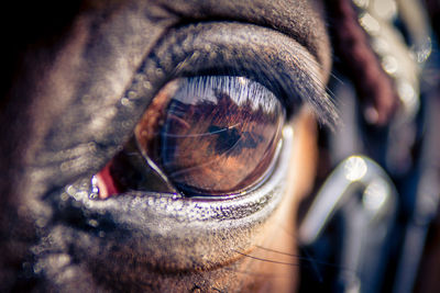 Close-up of horse eye