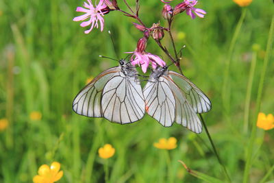 Two butterflies on a flower