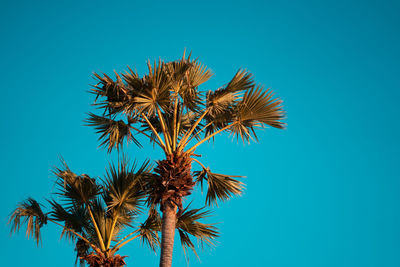 Low angle view of coconut palm tree against blue sky