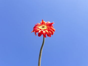 Close-up of red flower against blue sky
