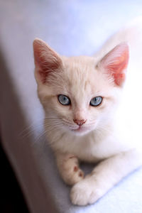 Close-up portrait of cat on bed