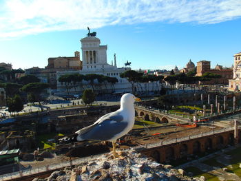 Seagull perching on retaining wall against sky in city