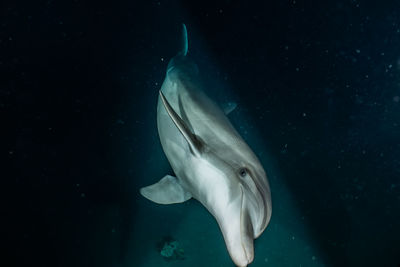 Close-up of fish swimming in sea