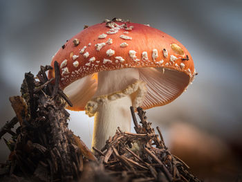 Close-up of mushroom growing on land