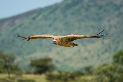 White-backed vulture glides along with hill behind