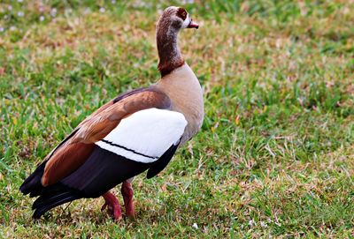 Duck standing in a field