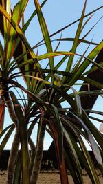 Low angle view of palm trees against clear sky