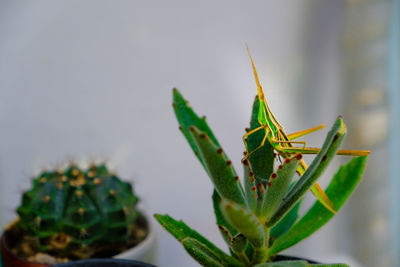 Close-up of insect on plant