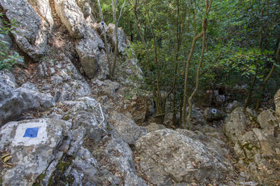 Rocks and trees in forest