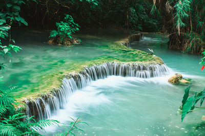 Scenic view of waterfall in forest