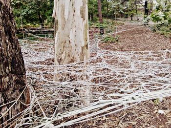 Trees growing in forest
