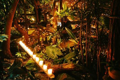 Close-up of illuminated plants at night