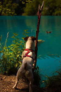 Dog standing by lake