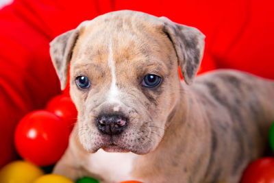 Close-up portrait of dog