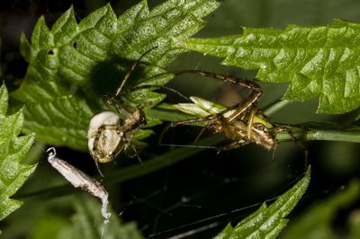 Close-up of spider on plant