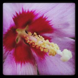 Close-up of pink flower