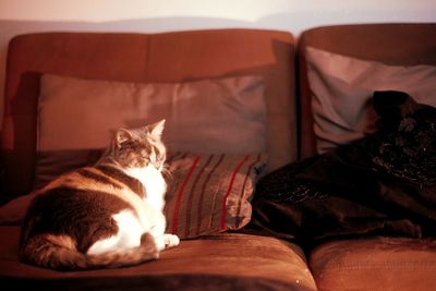 Close-up of cat sitting on sofa