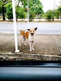 Dog standing on road in city