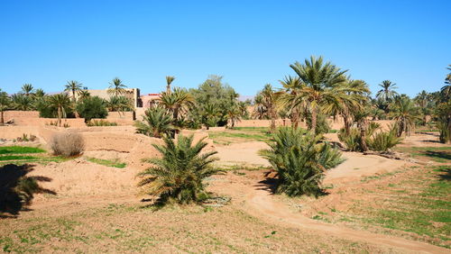 Panoramic shot of palm trees on landscape against clear sky