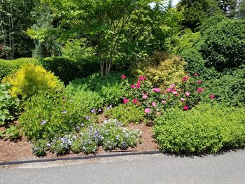 Plants growing outdoors