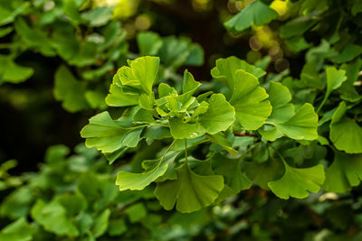 Close-up of green leaves on plant