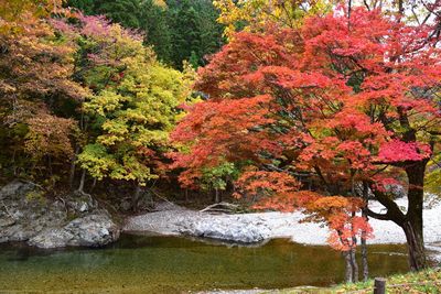 Trees growing by lake in forest during autumn