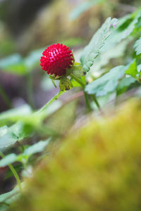 Close-up of strawberry growing on plant