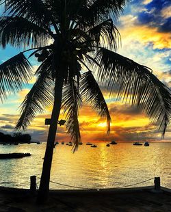 Silhouette palm trees at beach during sunset