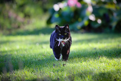 Portrait of a cat on grassland