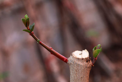 Close-up of flower buds growing outdoors