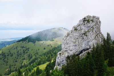 Scenic view of forest against sky