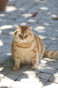 Portrait of cat sitting on footpath