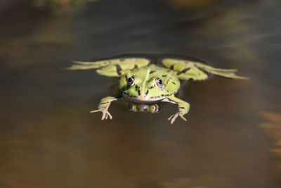 Close-up of frog perching in lake