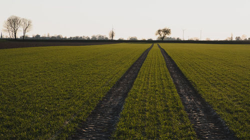 Scenic view of agricultural field against clear sky