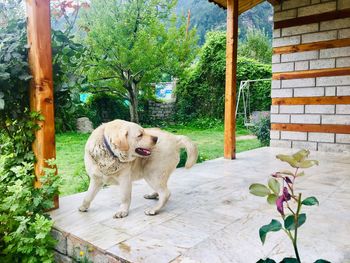 View of a dog against plants