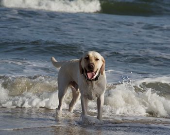 Scenes from the beach on st. george island, florida.