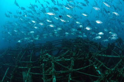 Fish swimming over shipwreck undersea