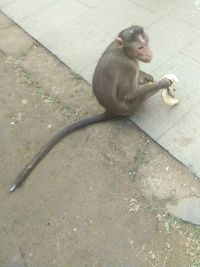 Monkey sitting on floor