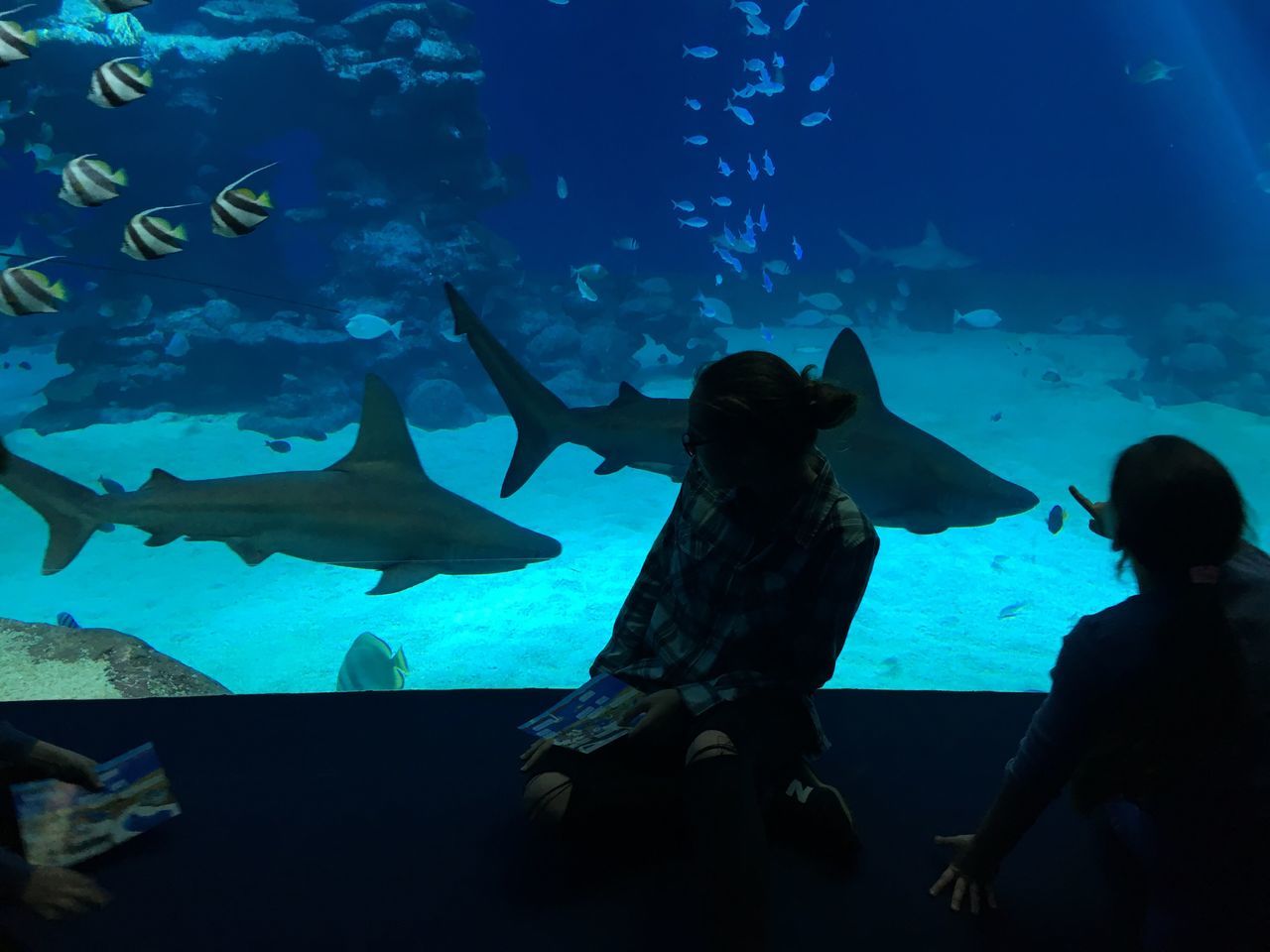 fish, aquarium, blue, swimming, large group of animals, silhouette, people, animal themes, indoors, underwater, one person, sea life, nature, day, undersea