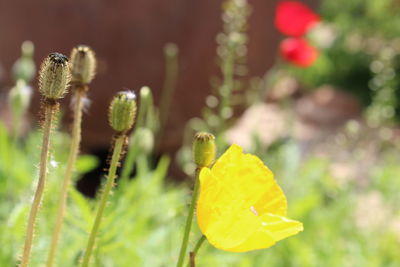 Close-up of insect on yellow flower