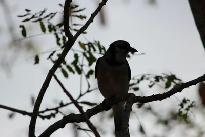 Low angle view of birds perching on branch